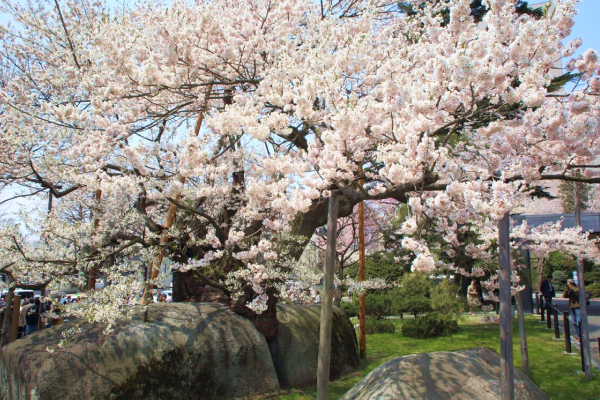 満開に咲く、巨大な岩を割って伸びる大きな桜の木の写真。