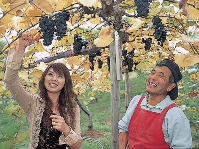 ぶどう狩り